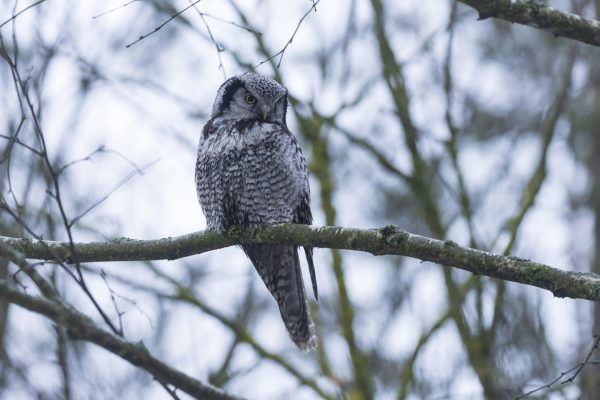 Bialowieza_Cárabo Gavilán