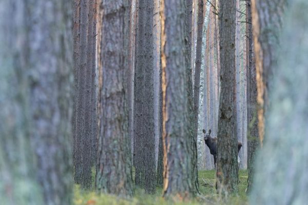 Bialowieza_Alce