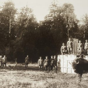 Bialowieza_liberación de bisontes2