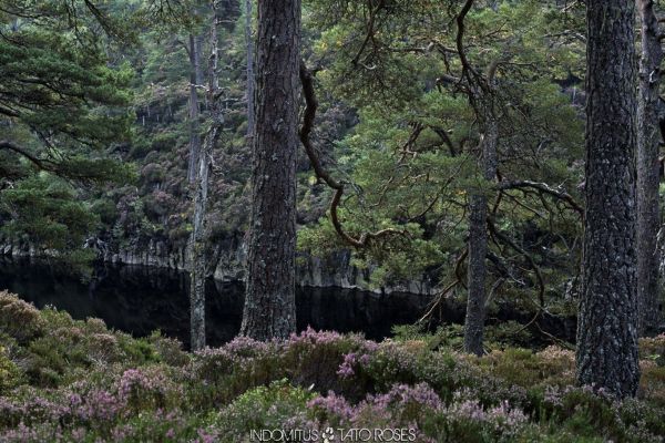 Tato Rosés - Indomitus