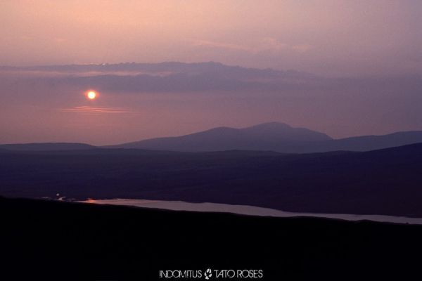 Tato Rosés - Indomitus