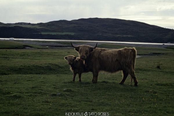 Tato Rosés - Indomitus