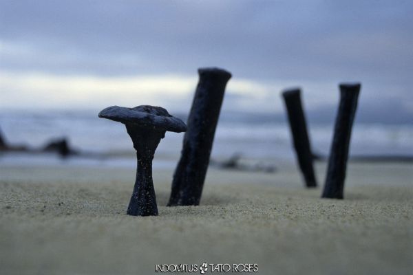 Tato Rosés - Indomitus