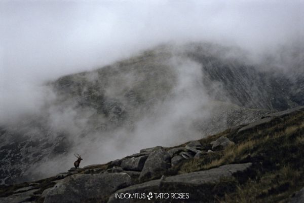 Tato Rosés - Indomitus