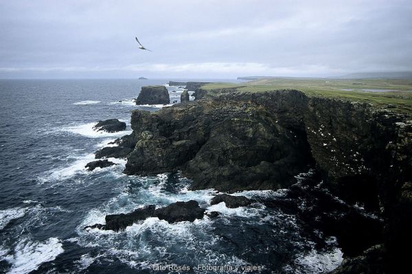 Tato Rosés - Indomitus