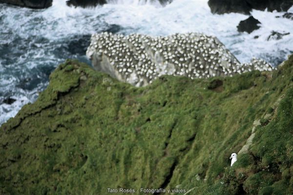 Tato Rosés - Indomitus